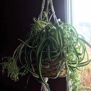 Meet your Posher, Cyndy